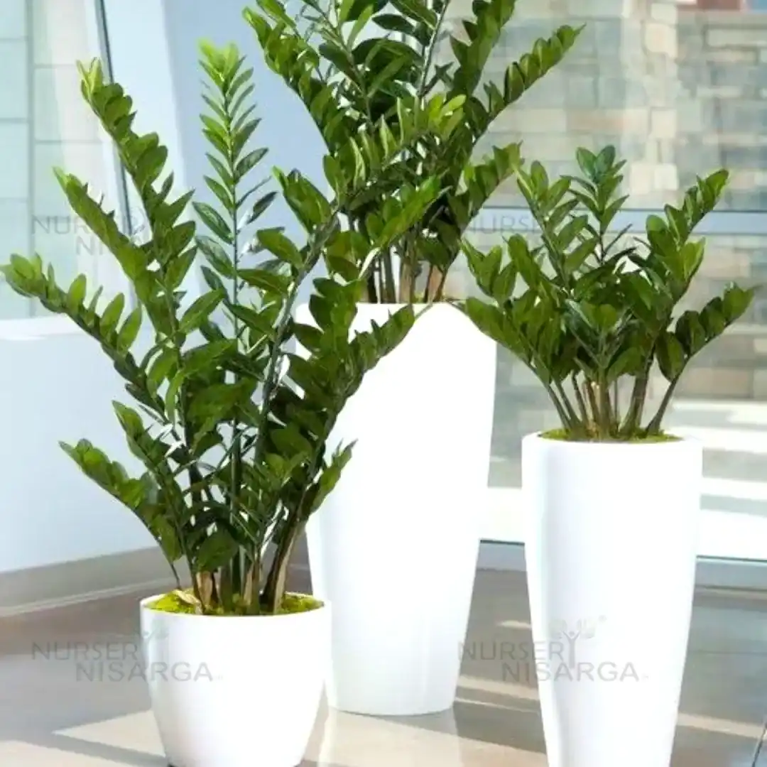 Zamia Zenzii Plant